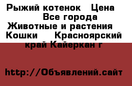 Рыжий котенок › Цена ­ 1 - Все города Животные и растения » Кошки   . Красноярский край,Кайеркан г.